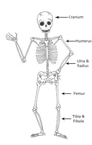 Skeleton-Bones