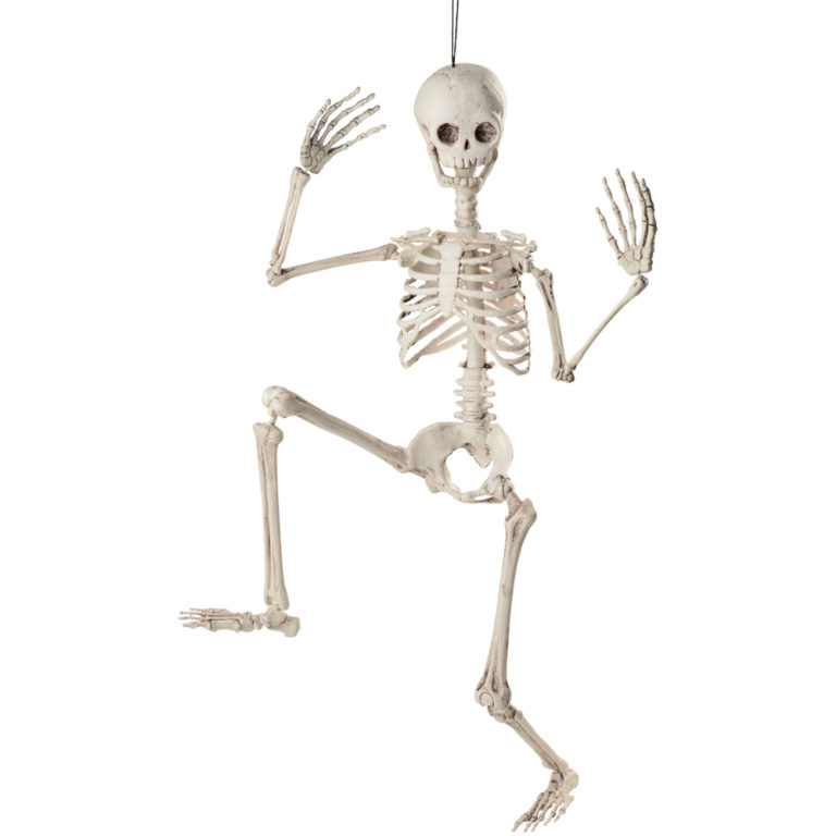 *NEW* 3 foot Pose-able Skeleton! - The Skeleton In The Closet