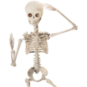 19 inch poseable Skeleton Doll